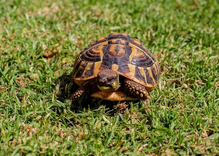 度假居 Lidia 卡拉加尔达纳