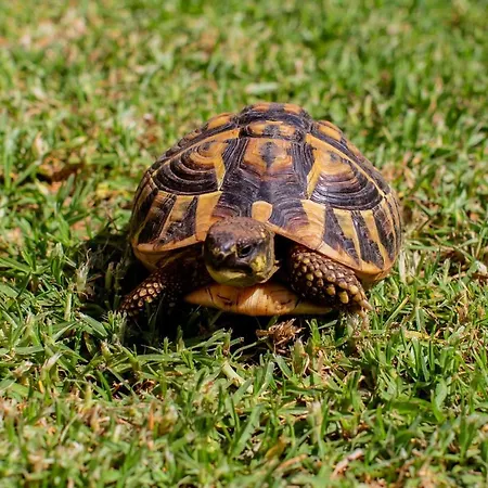 Feriehus Lidia Cala Galdana (Menorca)